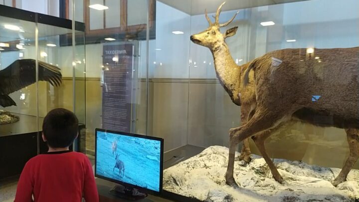 Entretenida Visita a Museo de Historia Natural Tuvieron Niñas, Niños y Jóvenes de la Casona de El Bosque